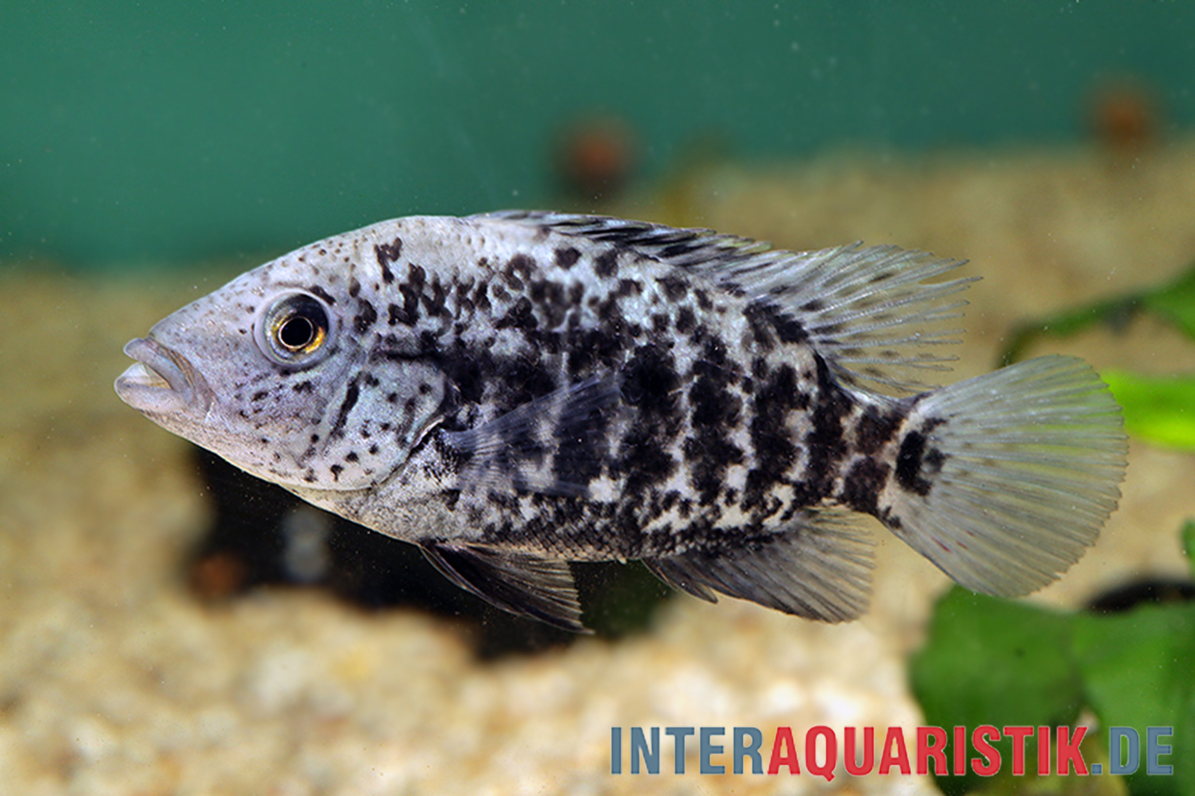 Haiti-Buntbarsch, Nandopsis haitiensis, 3-5 cm