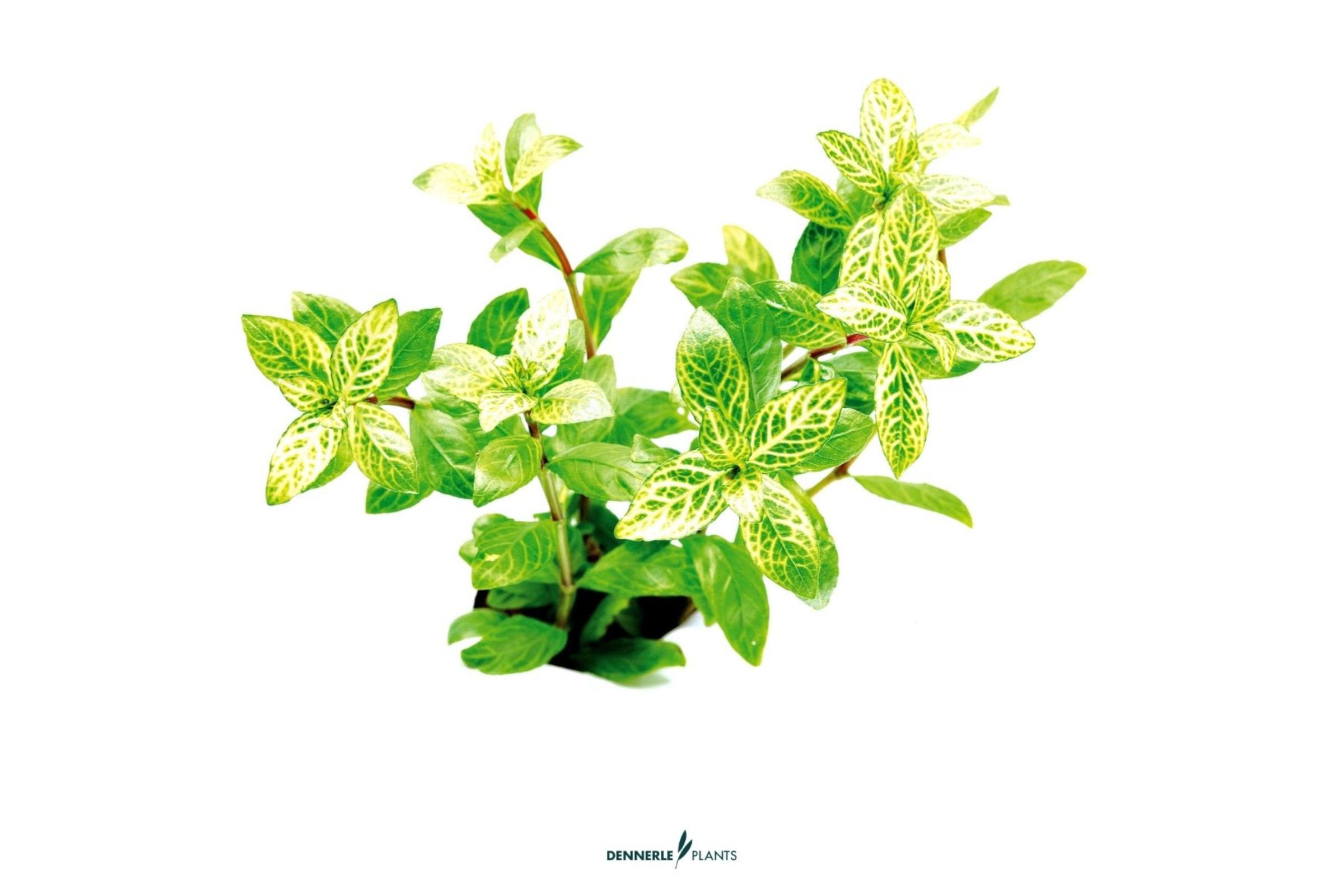 Sunset-Wasserfreund, Hygrophila polysperma "Sunset", im Topf