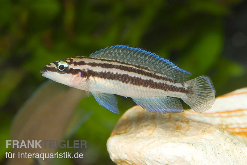 Dickfelds Schlankcichlide, Julidochromis dickfeldi