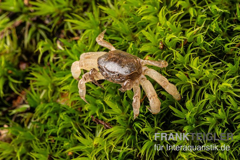 Ghost-Zwergkrabbe, Potamocypoda pugil, Zufällig ausgewählt