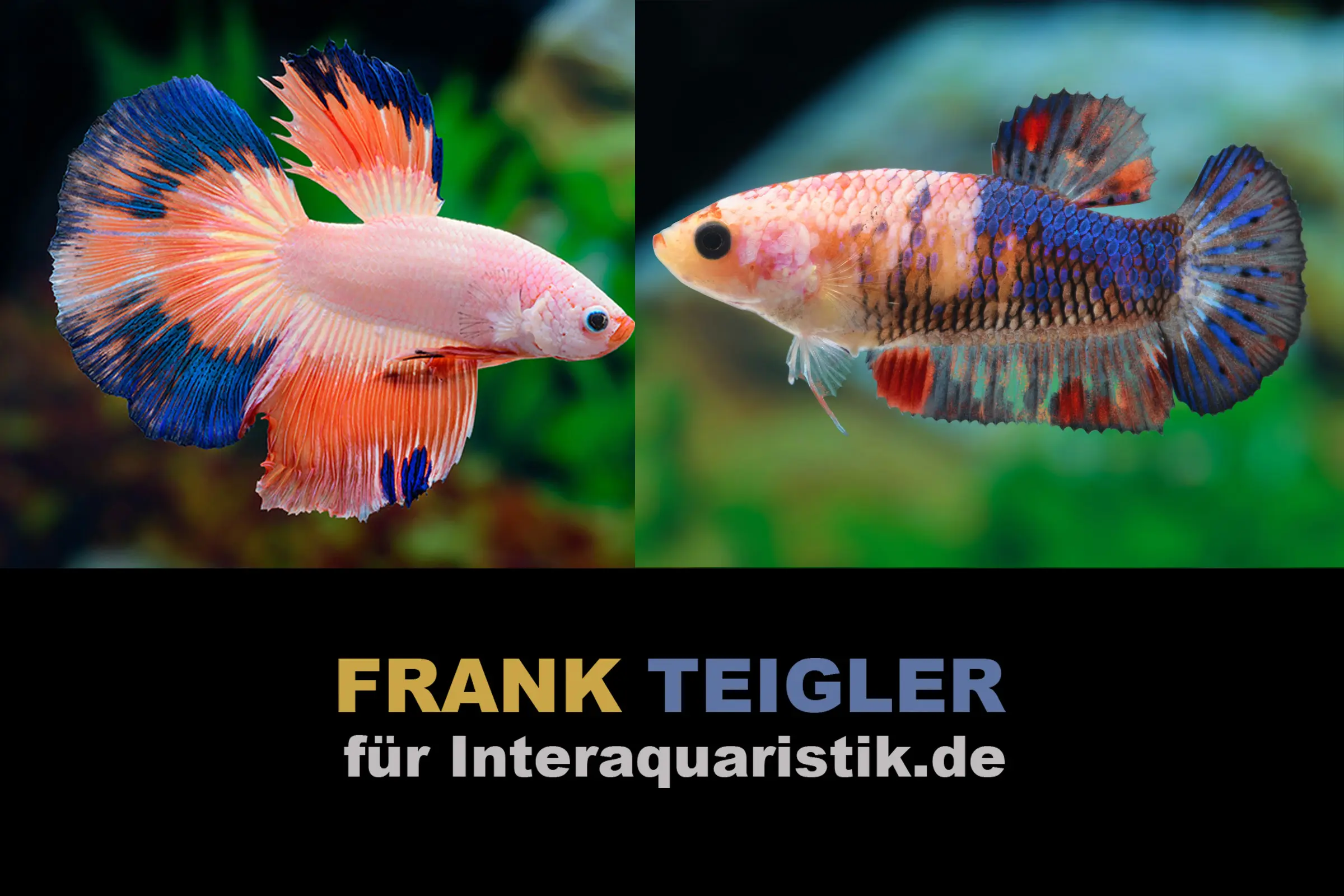 Paar: Halfmoon Kampffisch Multicolor, Betta splendens