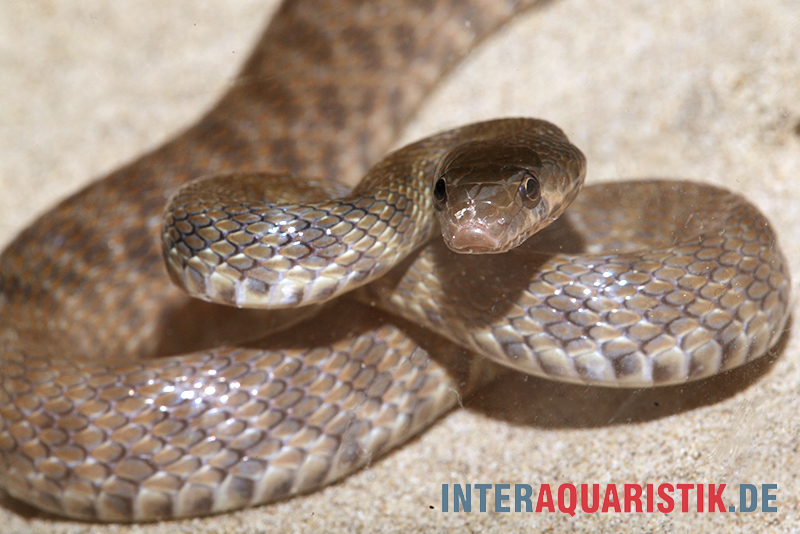 Geoffroy-Renner, Platyceps florulentus