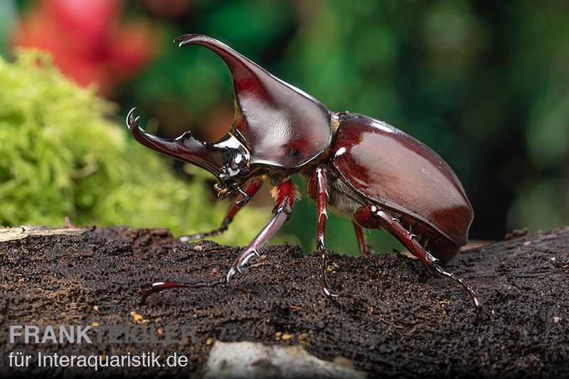 Brauner Nashornkäfer, Xylotrupes gideon, männlich