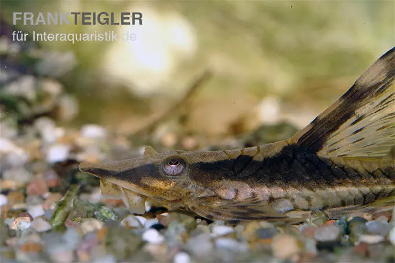 Langflossen-Harnischwels, Sturisoma festivum, 10 cm DNZ