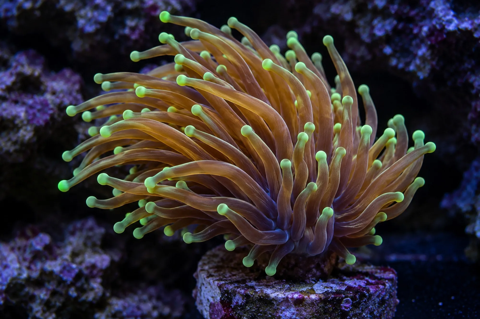 Fackelkoralle „Dragon Soul“ (Nachzucht), Euphyllia glabrescens, 1 Polyp