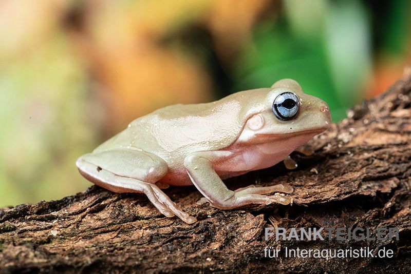 Korallenfinger-Laubfrosch "Blue Eye", Litoria caerulea