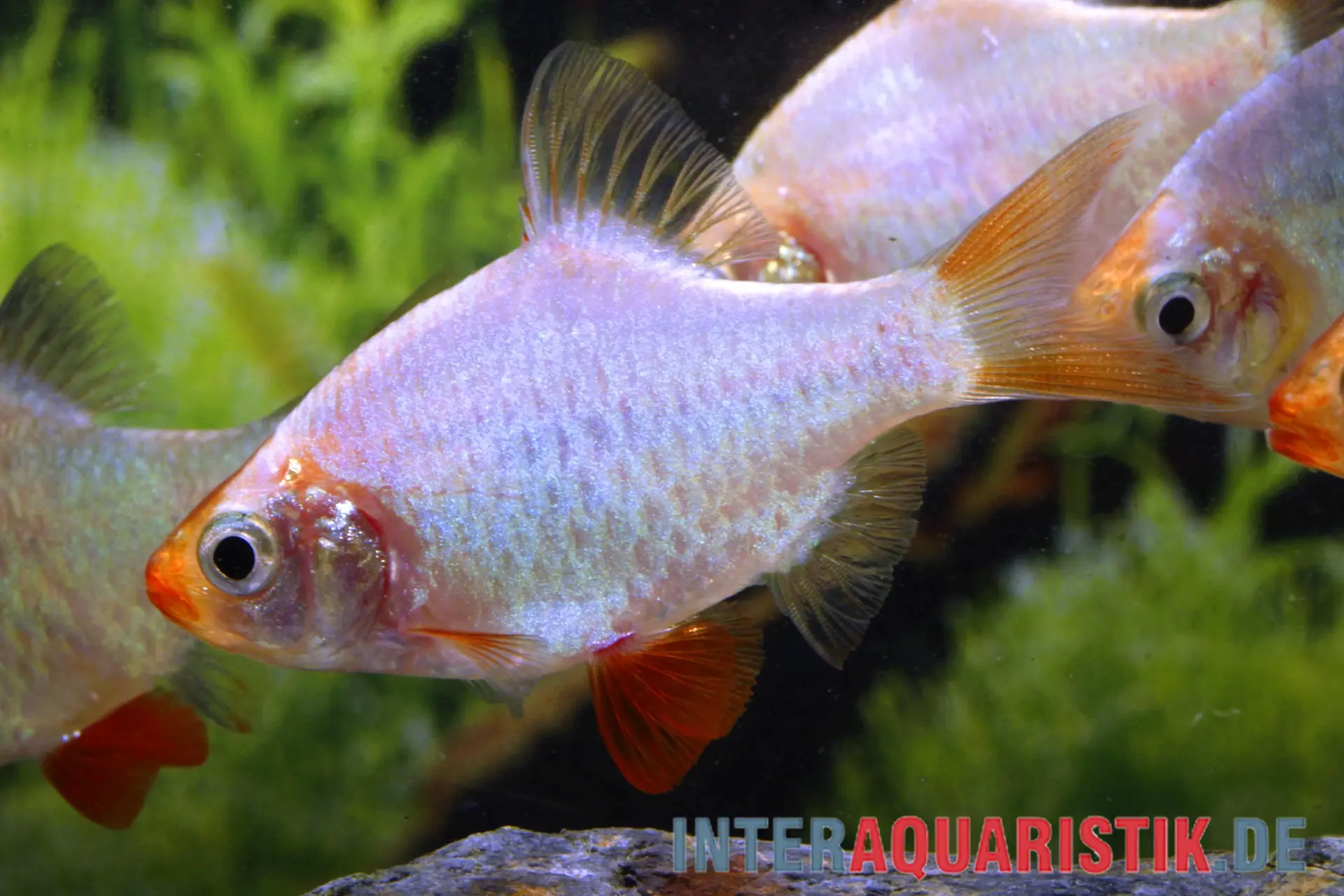 Sumatrabarbe platinum, Barbus tetrazona