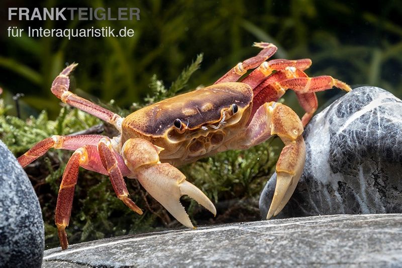 Orangenkrabbe, Sundathelphusa sp. "orange", Paar (1 Männchen + 1 Weibchen)