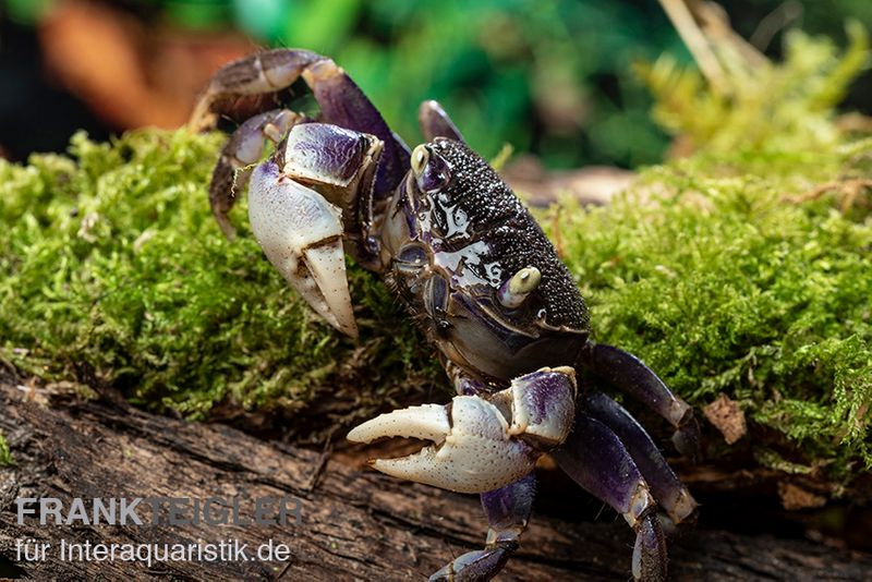 Spider Crab sp. Blue, Neosarmatium rotundifrons, Zufällig ausgewählt