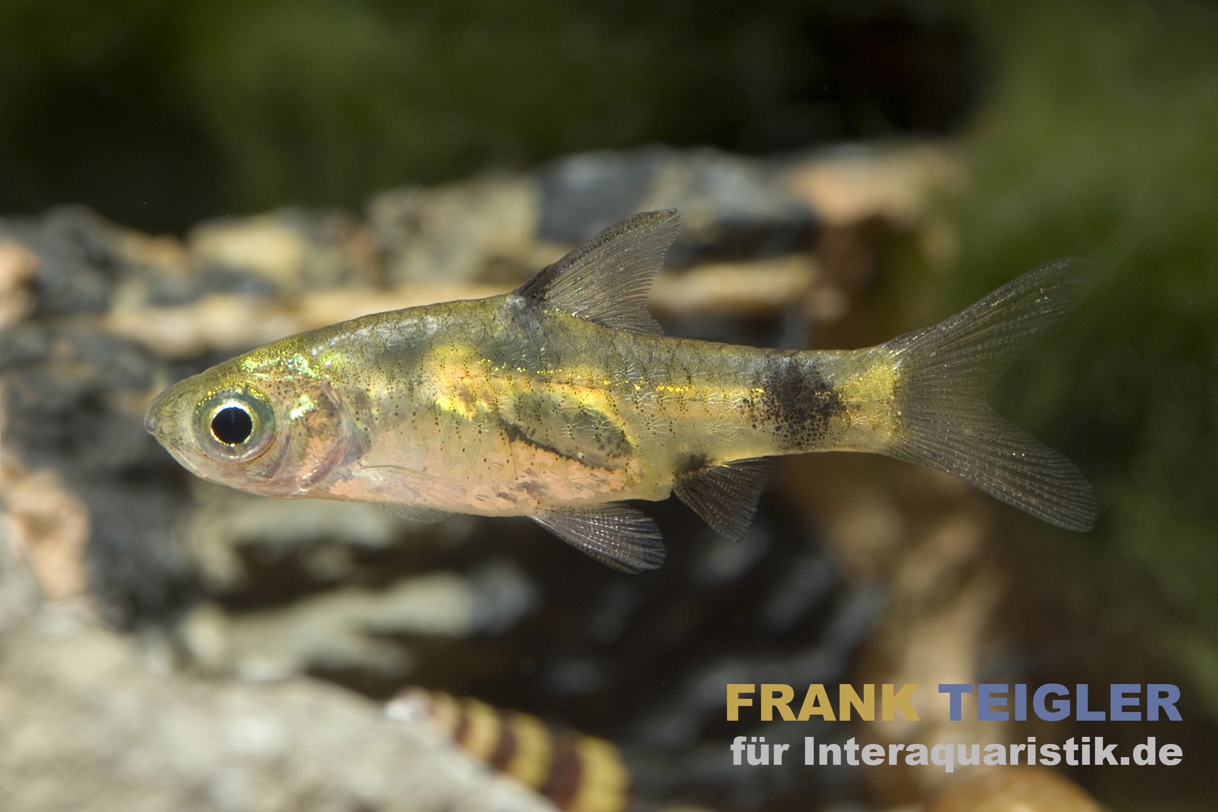 Indische Fleckenbarbe, Pethia gelius/Barbus gelius (Minifisch)