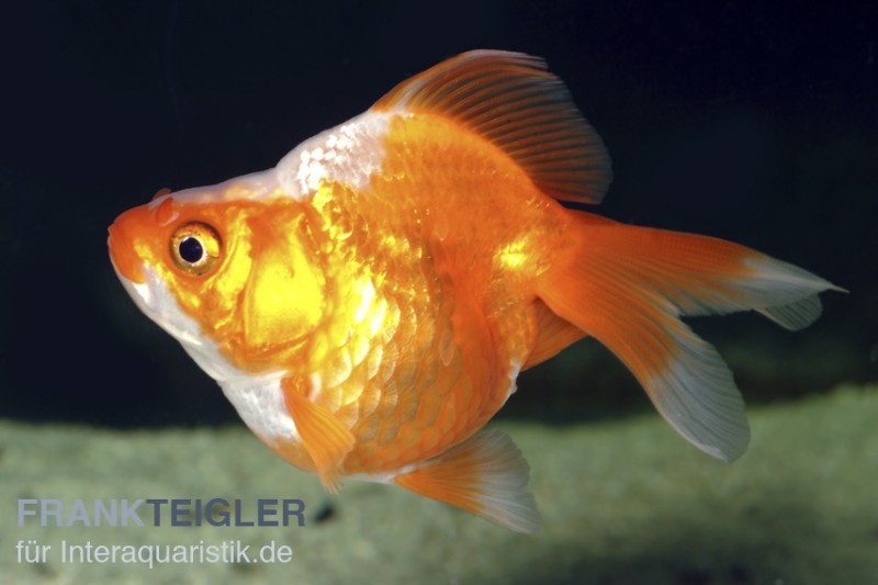 Goldfisch Ryukin rot-weiß, Carassius auratus (Kaltwasser)