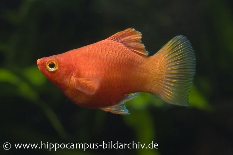 Roter Korallenplaty, Xiphophorus maculatus