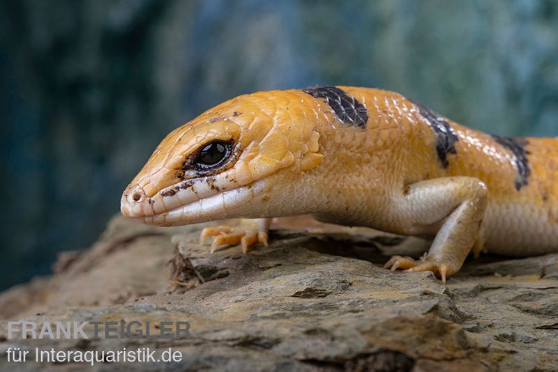 Tunesischer Nachtskink, Scincopus fasciatus