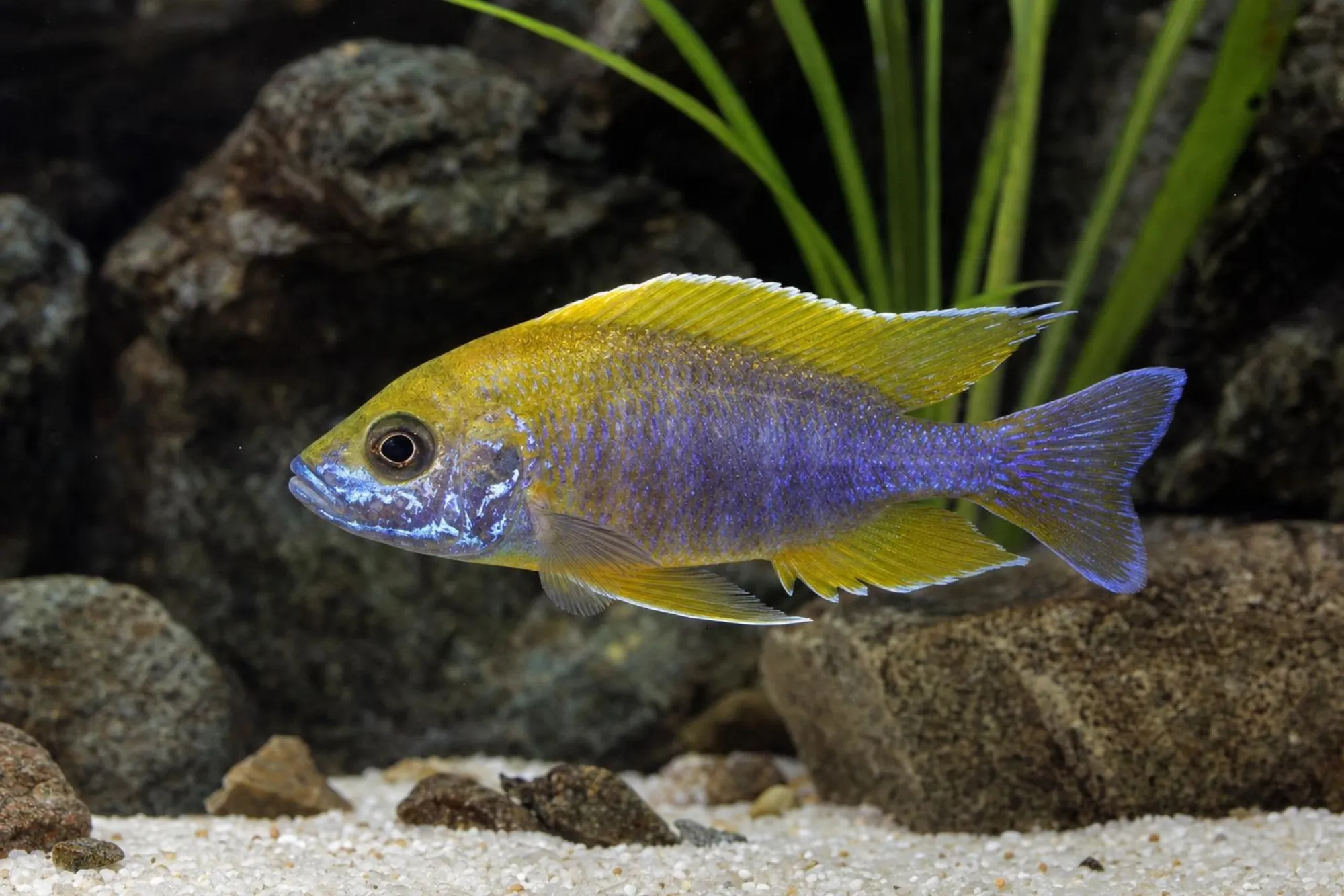 Feenbuntbarsch „Lemon“ (Lemon Jake), Aulonocara jacobfreibergi, ca. 4,0-5,0 cm