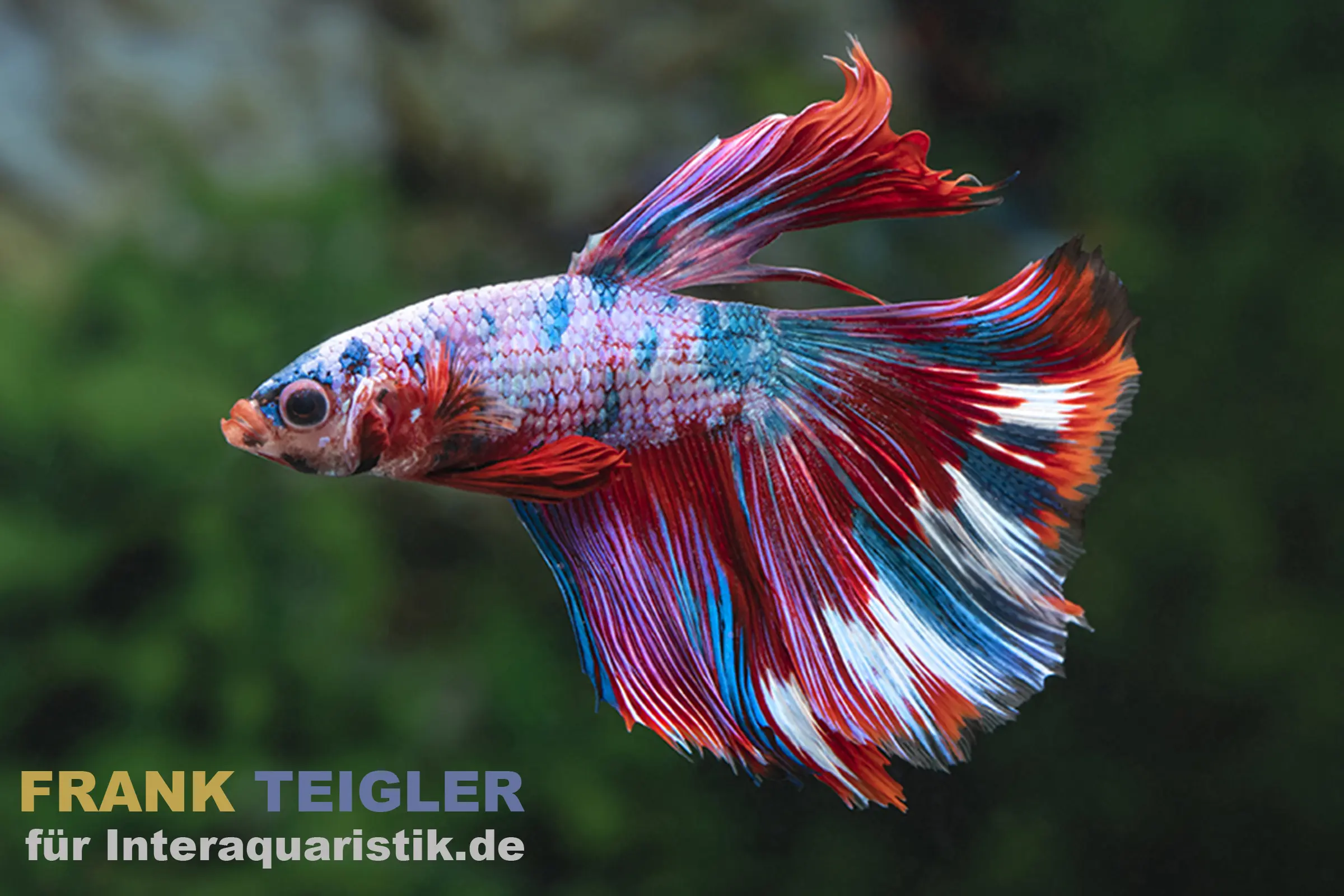 Halfmoon Kampffisch Galaxy, Männchen, Betta splendens