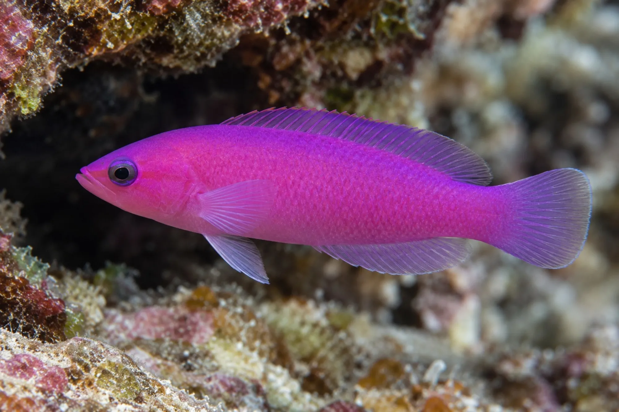 Porphyr Zwergbarsch, Pictichromis porphyrea