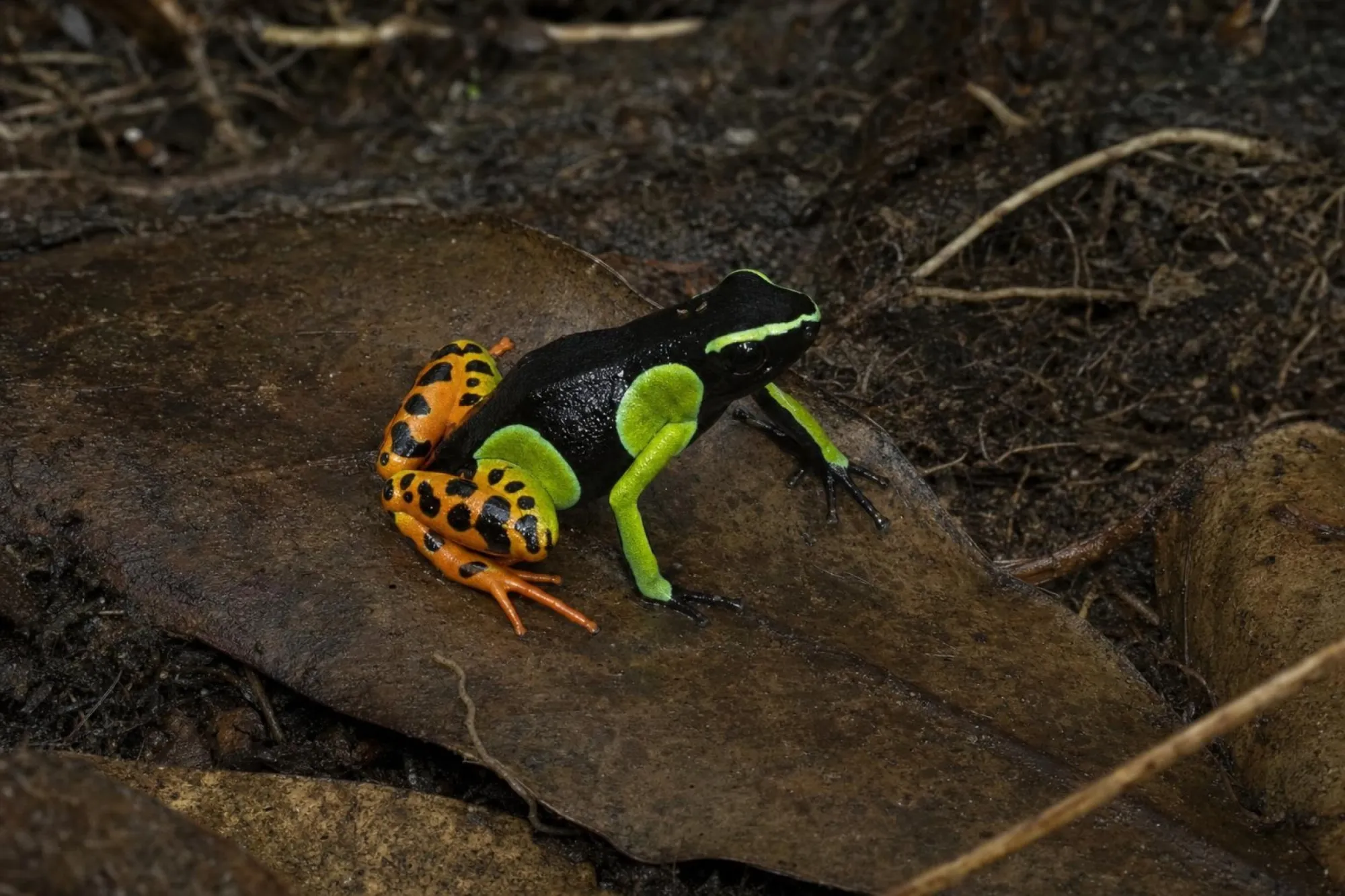 Schmuckbuntfröschchen, Mantella pulchra