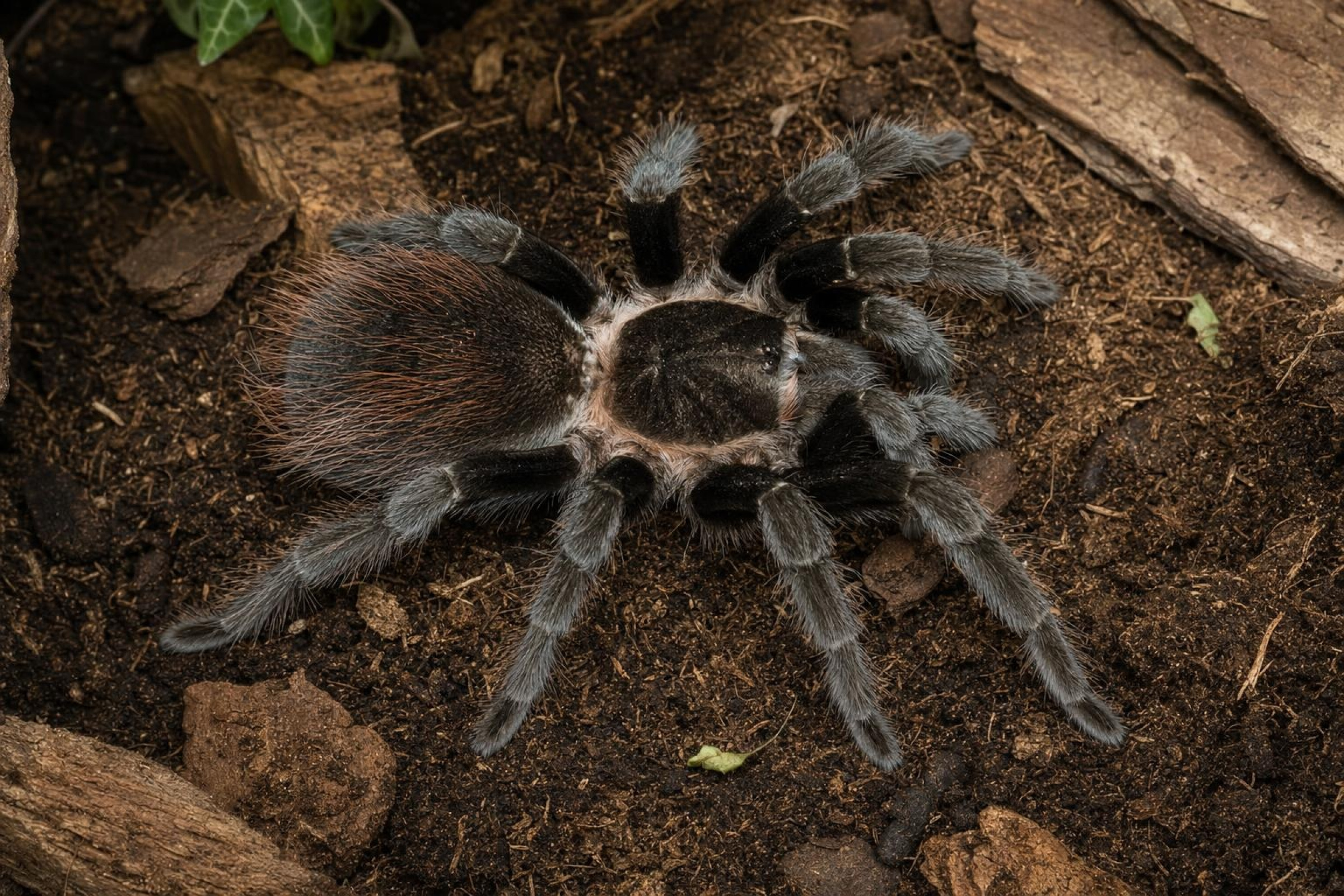 Veracruz-Vogelspinne, Tliltocatl kahlenbergi