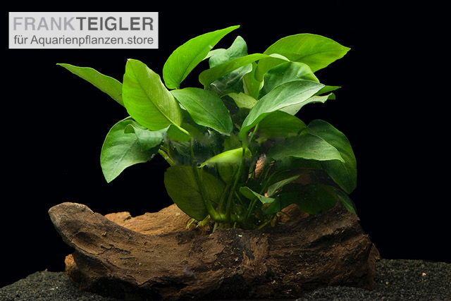 Zwergspeerblatt, Anubias nana, 1 Rhizom zum Aufbinden