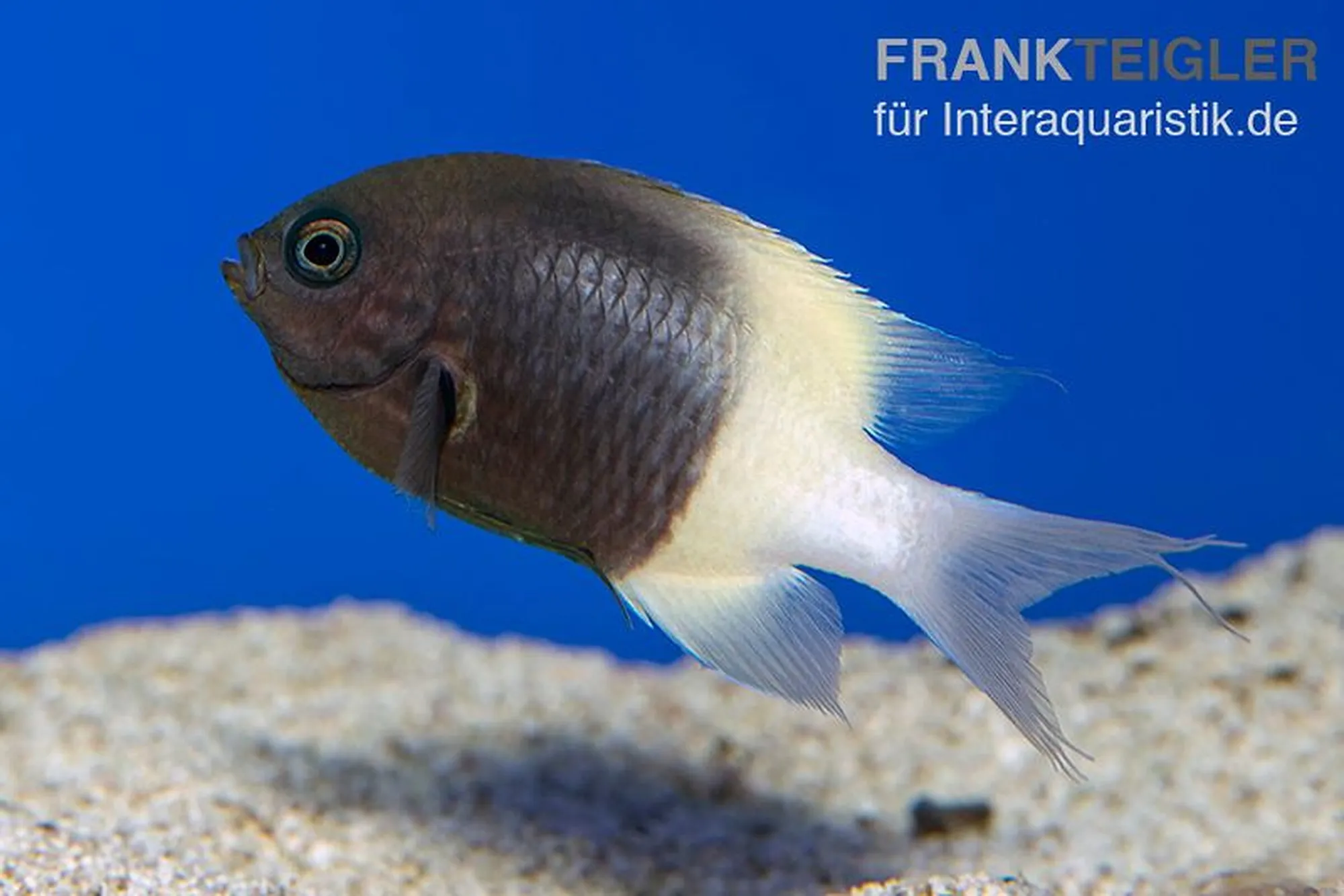 Zweifarben-Schwalbenschwanz, Chromis dimidiata