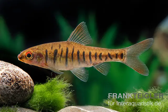 Angolabarbe, Enteromius fasciolatus, 2 cm NZ