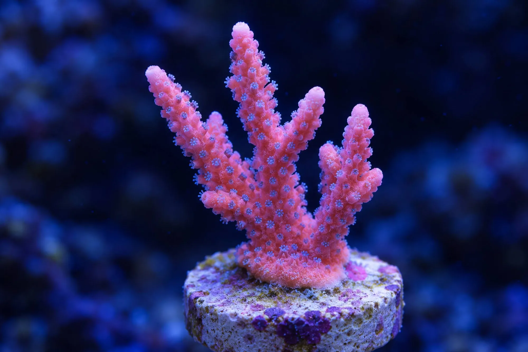 Montipora-Steinkoralle „Bubblegum“ (Nachzucht), Montipora samarensis, Größe S–M