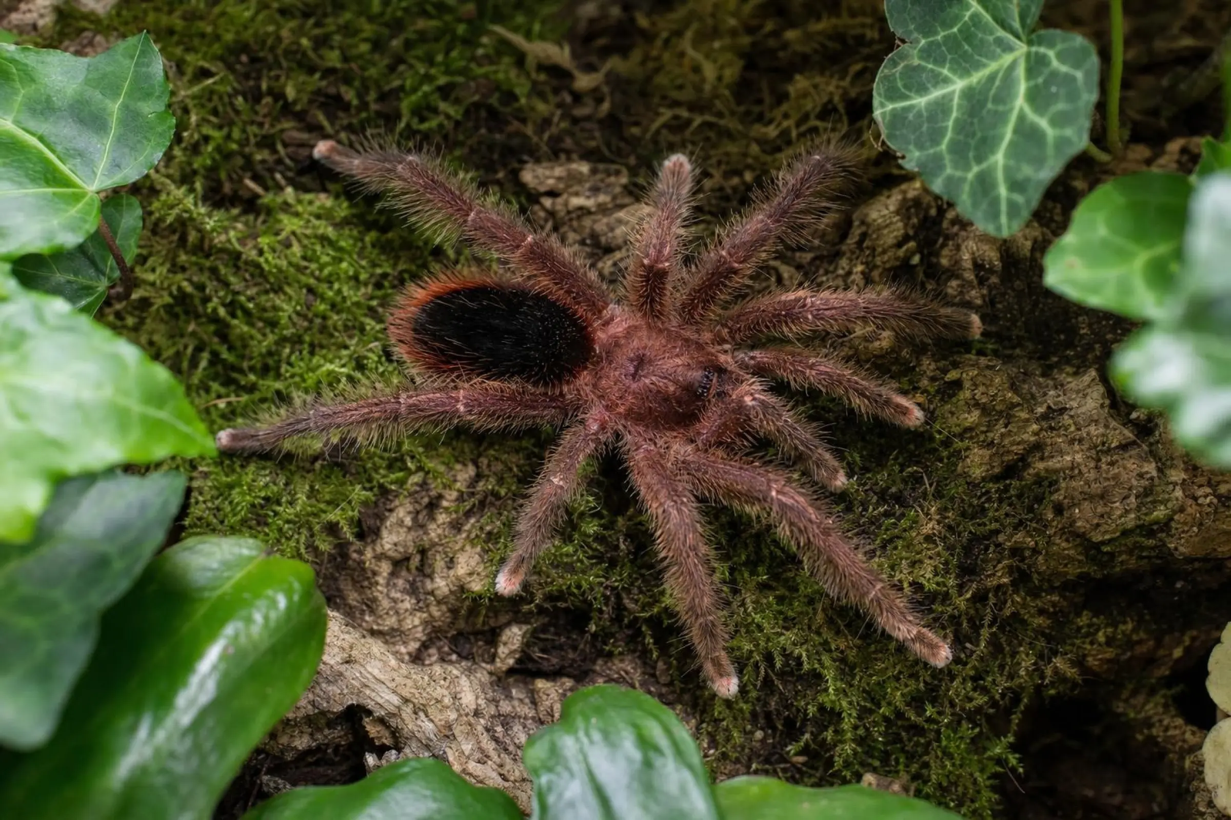 Baumvogelspinne aus Nachzucht, Avicularia lynnae