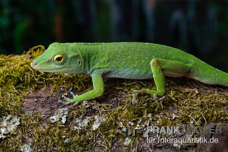 Großer Grün-Anolis, Anolis biporcatus, Paarpreis