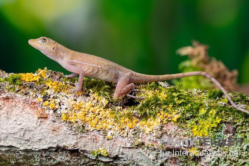 Kupferanolis, Anolis cupreus