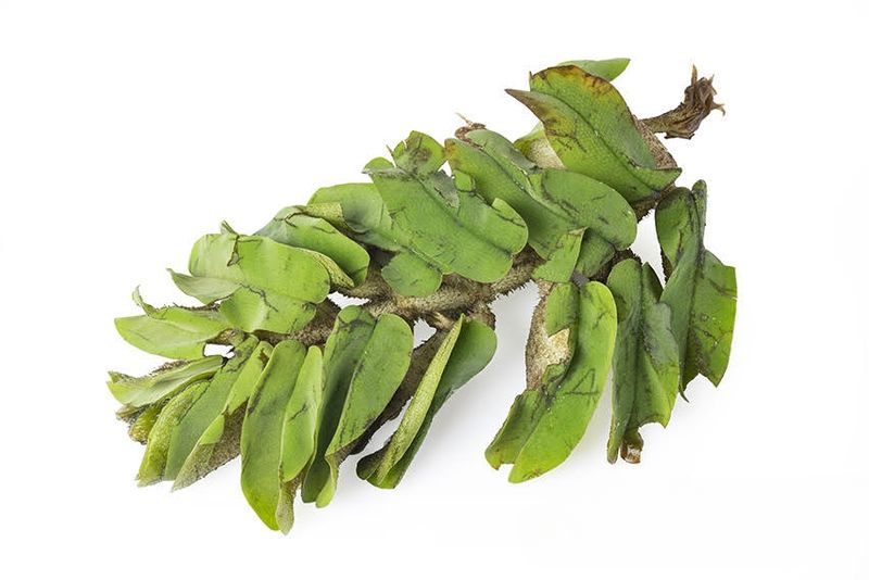 Langblättriger Büschelfarn, Salvinia oblongifolia, lose Pflanze