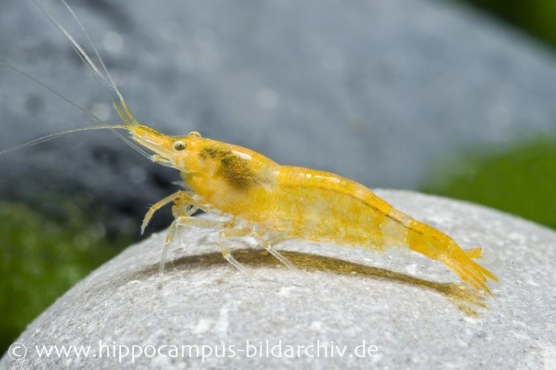 Sakura Gelbe Garnele, Neocaridina davidi "Yellow Fire Sakura"