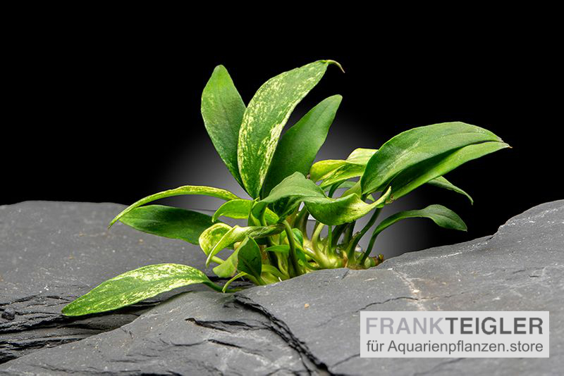 Anubias "Chili Jalapeno", online kaufen