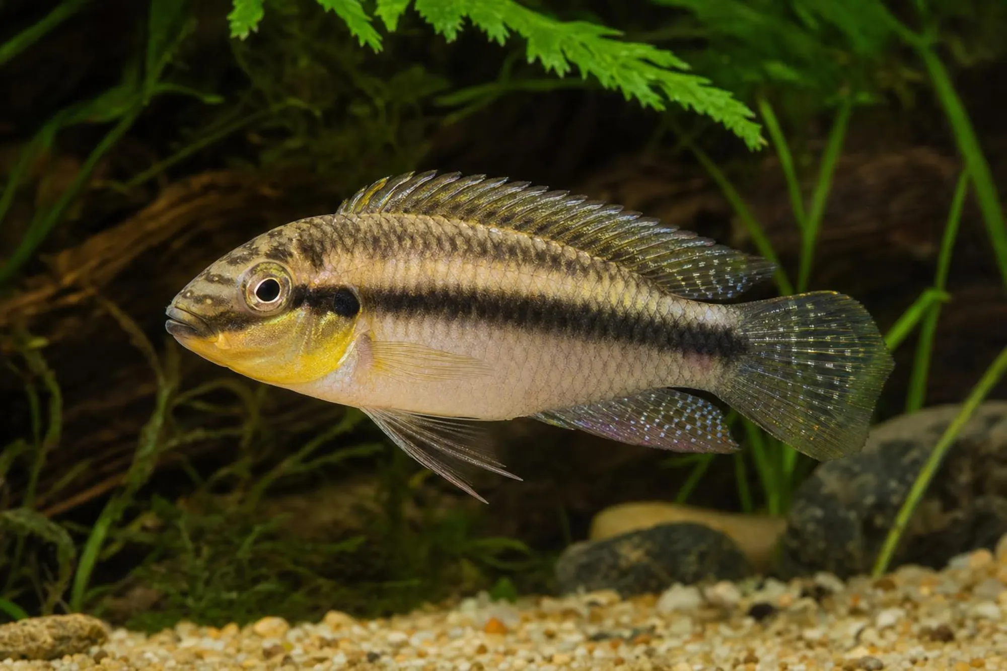 Augenfleck-Prachtbarsch „Matadi“, Pelvicachromis subocellatus