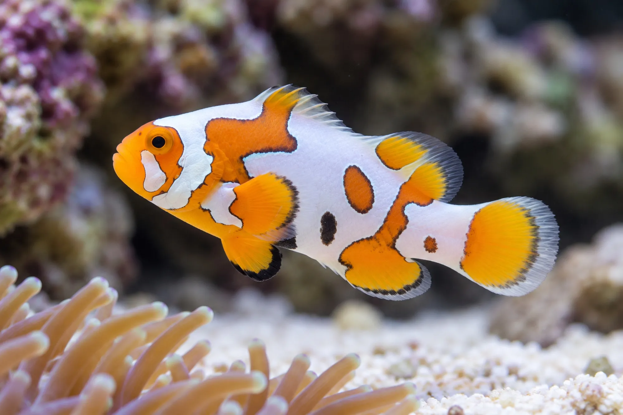 Ocellaris-Clownfisch „White Storm“ Nachzucht, Amphiprion ocellaris