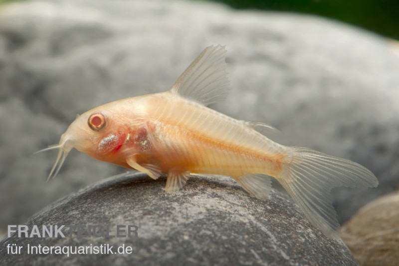 Metallpanzerwels albino, Corydoras aeneus albino, DNZ