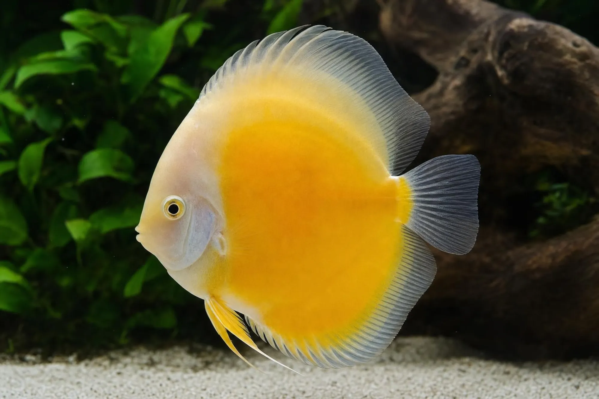 Diskusfisch „Golden Melon“, Symphysodon discus, ca. 7,0 cm