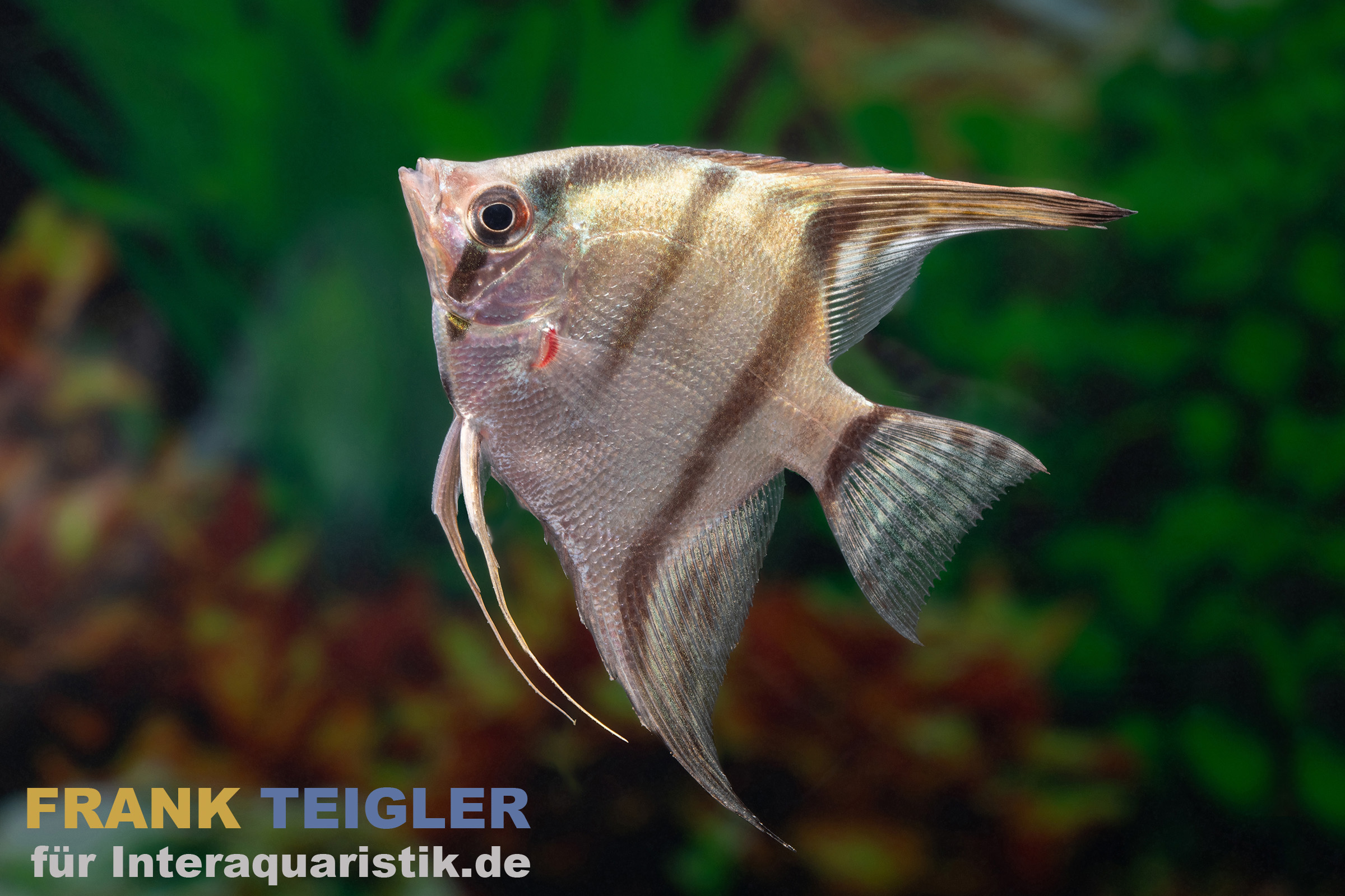 Belem Sky Skalar (Pterophyllum scalare, Belem blue, DNZ) in Seitenansicht: hohe Körperform, zarter Blauschimmer und dezente Querstreifen, ruhig im bepflanzten Aquarium schwimmend