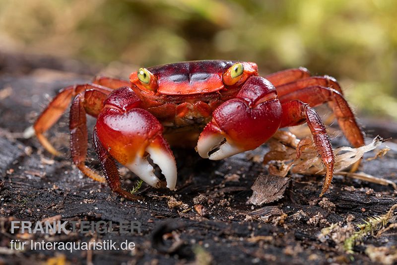 Chamäleonkrabbe, Metasesarma aubryi (Red Apple Crab), Zufällig ausgewählt