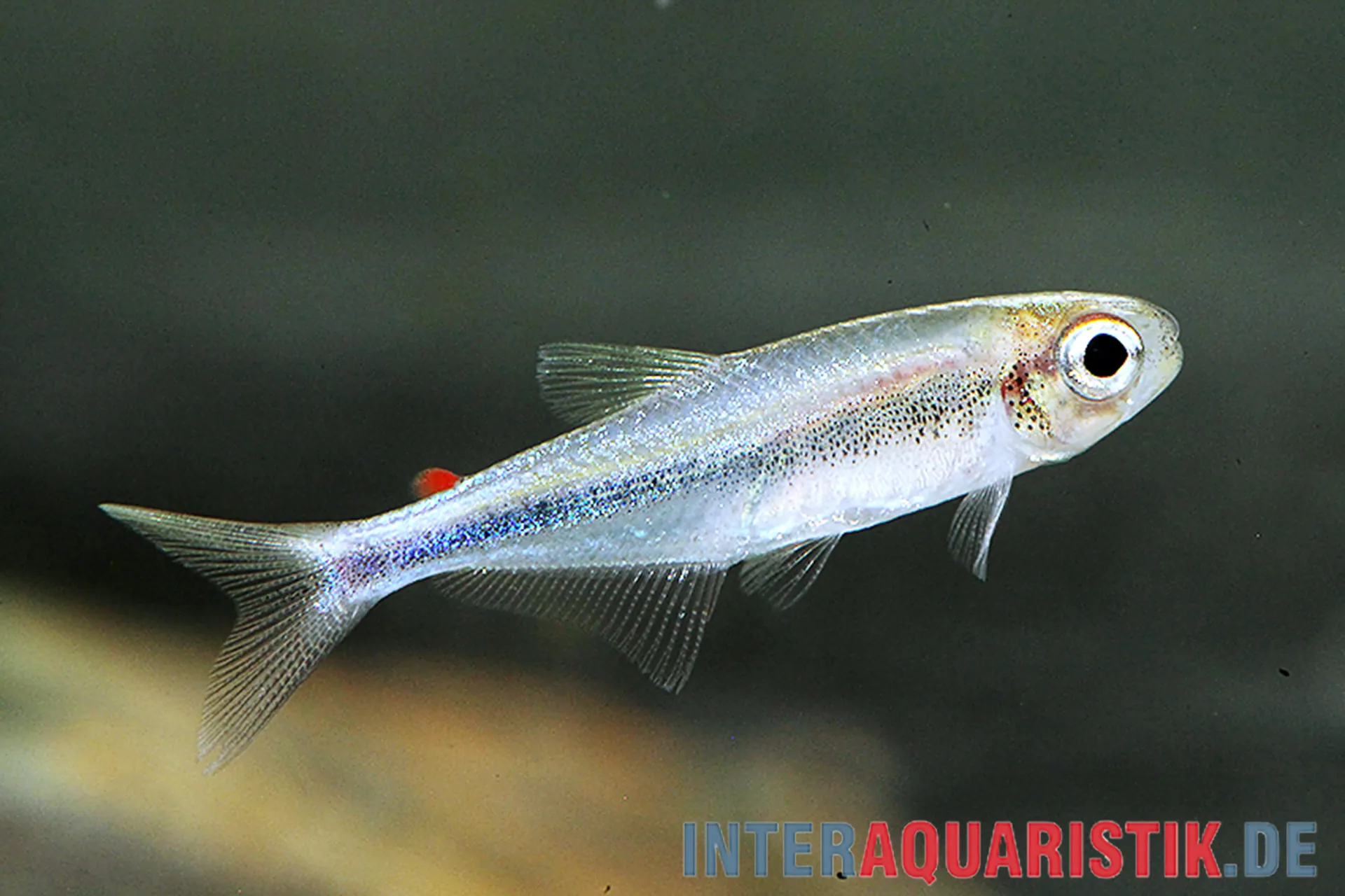 Nahaufnahme eines silbrig-schimmernden Salmlers im Aquarium, seitliche Ansicht mit großem schwarzem Auge und rotem Fettflossenfleck vor neutralem Hintergrund