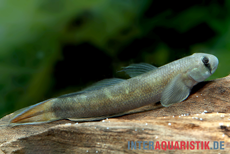 Rotschwanzgrundel, Sicyopterus lagocephalus