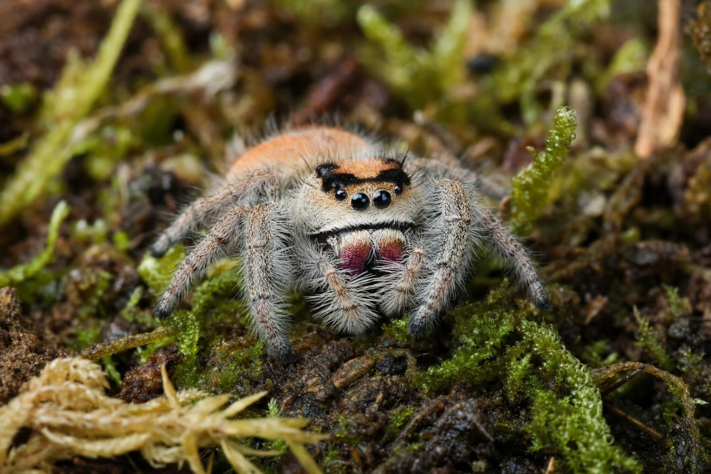 Peach-Königsspringspinne, Phidippus regius