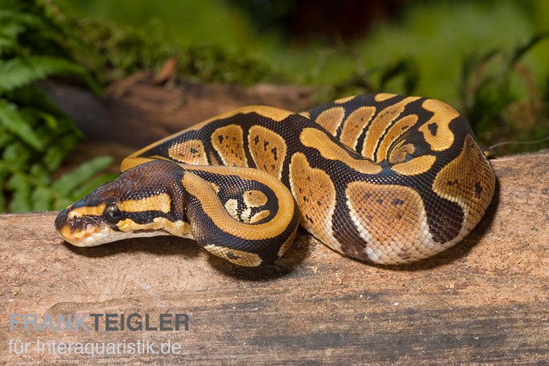 Koningspython Königspython, Python regius kaufen