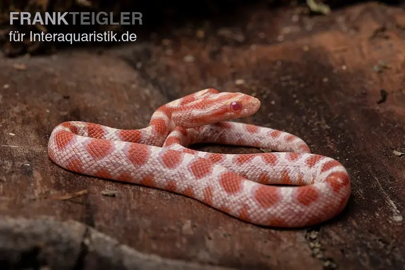 Kornnatter, Pantherophis guttatus REVERSE OKEETEE