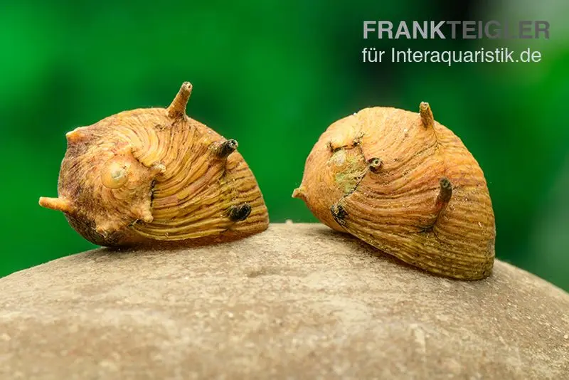 Gelbe Hörnchenschnecke Clithon sp. gelb