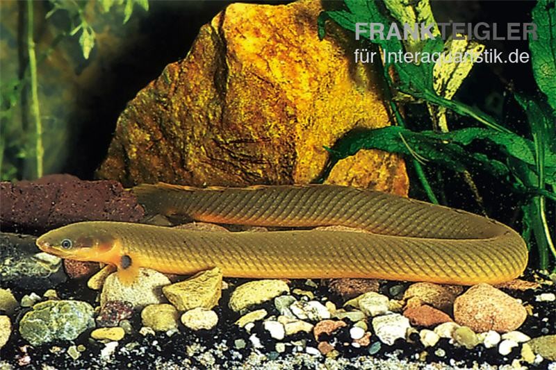 Flösselaal, Erpetoichthys calabaricus, 18-25 cm