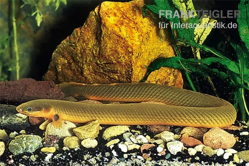 Flösselaal, Erpetoichthys calabaricus, 18-20 cm