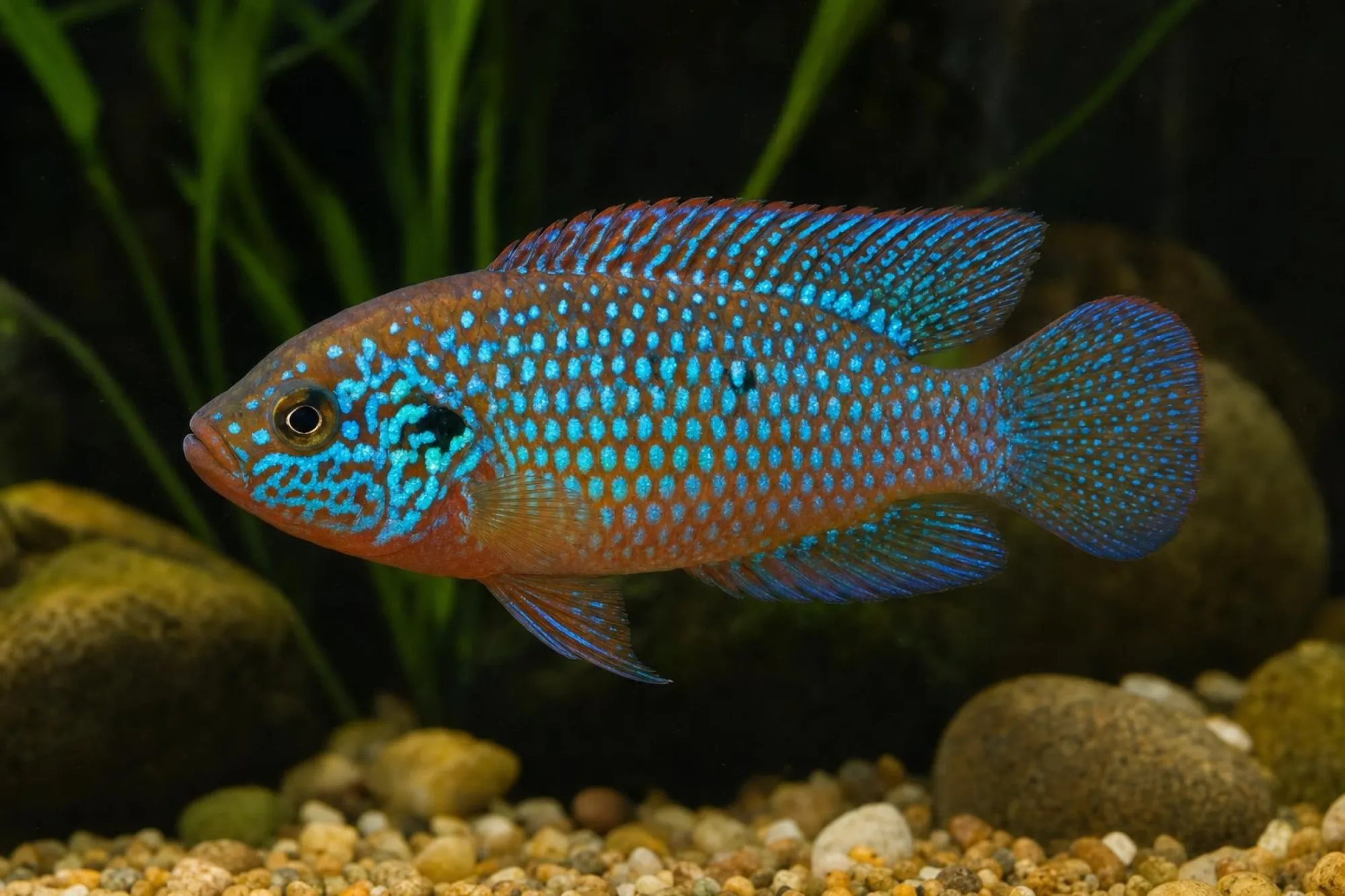 Juwelenbuntbarsch „Blue“, Hemichromis lifalili, ca. 4,0-5,0 cm