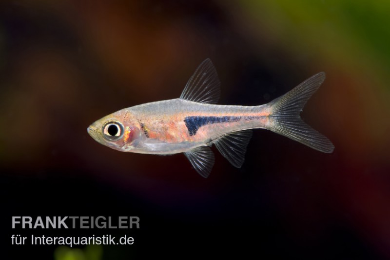 Espes Bärbling, Rasbora espei (Minifisch)