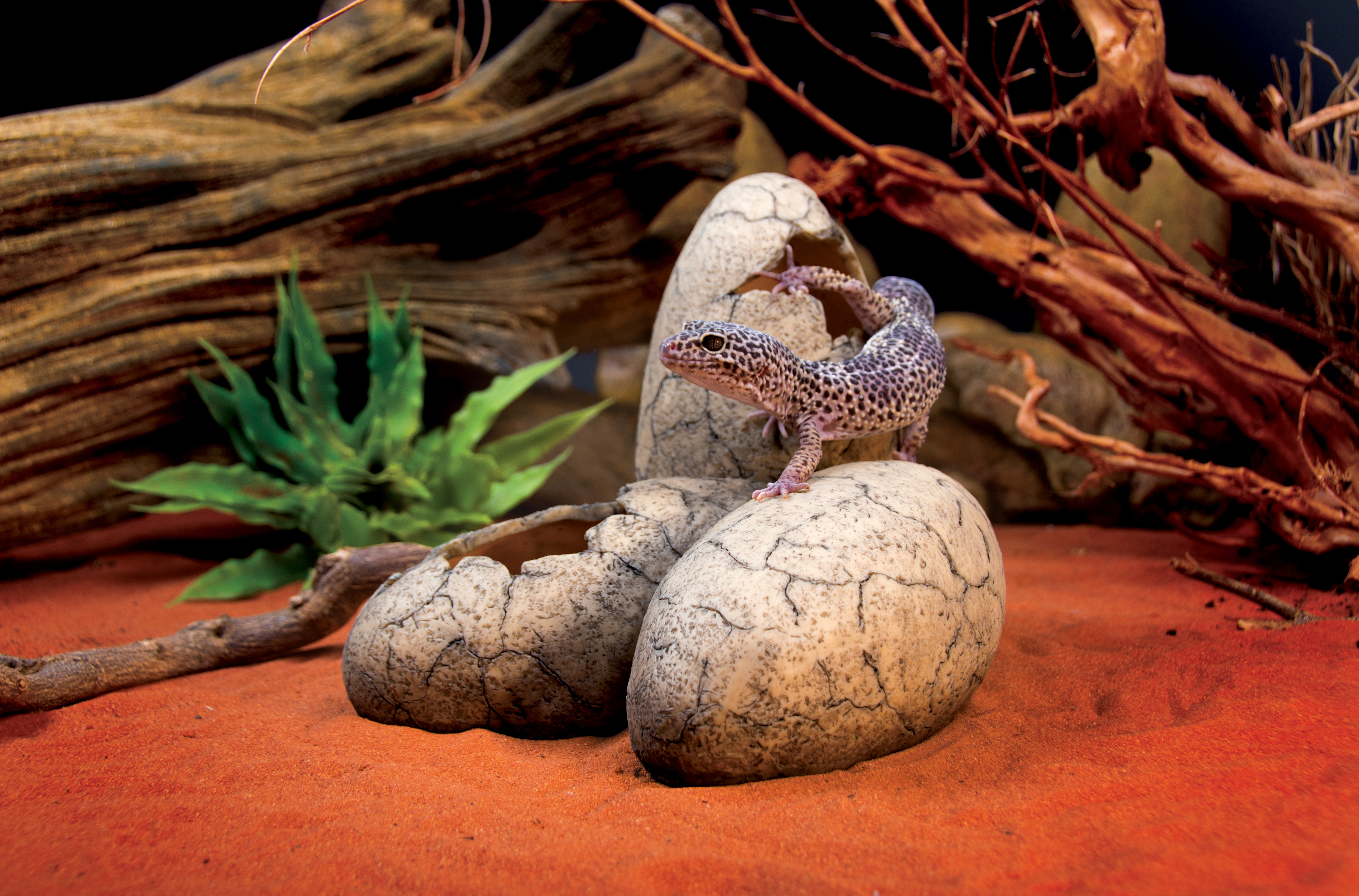 Exo Terra Ornament Dinosauriereier