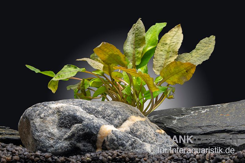 Rosaner Wasserkelch, Cryptocoryne wendtii "Fancy Pink", In Vitro